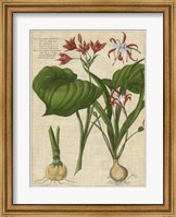 Botanical Study on Linen V Fine Art Print