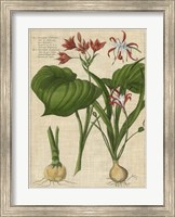 Botanical Study on Linen V Fine Art Print