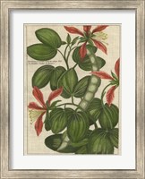 Botanical Study on Linen VI Fine Art Print