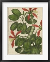 Botanical Study on Linen VI Fine Art Print
