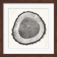 Tree Ring II Fine Art Print