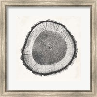 Tree Ring II Fine Art Print