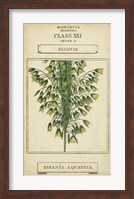 Linnaean Botany I Fine Art Print