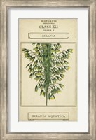 Linnaean Botany I Fine Art Print
