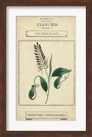 Linnaean Botany II Fine Art Print