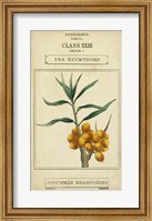 Linnaean Botany III Fine Art Print
