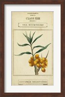 Linnaean Botany III Fine Art Print