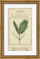 Linnaean Botany IV Fine Art Print