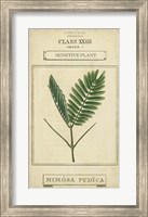 Linnaean Botany IV Fine Art Print