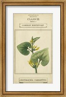 Linnaean Botany V Fine Art Print