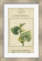 Linnaean Botany V Fine Art Print