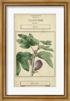 Linnaean Botany VI Fine Art Print
