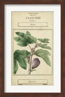 Linnaean Botany VI Fine Art Print