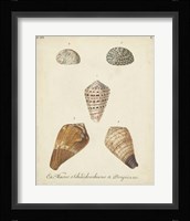 Antique Knorr Shells I Framed Print