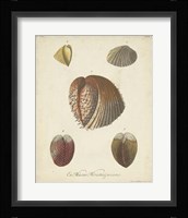 Antique Knorr Shells II Framed Print