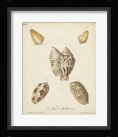 Antique Knorr Shells III Framed Print