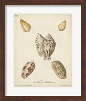 Antique Knorr Shells III Fine Art Print