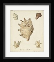 Antique Knorr Shells IV Framed Print