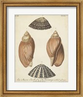 Antique Knorr Shells V Fine Art Print