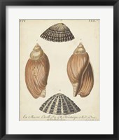 Antique Knorr Shells V Fine Art Print