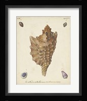 Antique Knorr Shells VI Framed Print