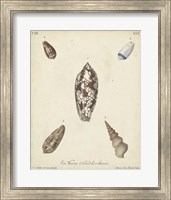 Antique Knorr Shells VII Fine Art Print
