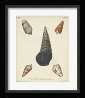 Antique Knorr Shells VIII Framed Print