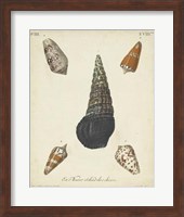 Antique Knorr Shells VIII Fine Art Print