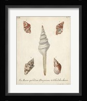 Antique Knorr Shells IX Framed Print
