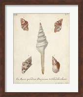 Antique Knorr Shells IX Fine Art Print