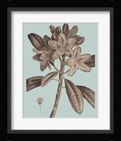 Flowering Trees IV Fine Art Print