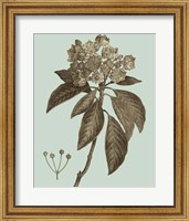 Flowering Trees V Fine Art Print