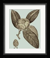 Flowering Trees VI Fine Art Print