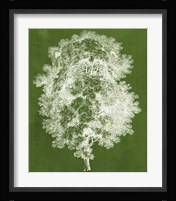 Modern Arbor IV Fine Art Print