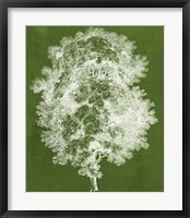 Modern Arbor IV Framed Print
