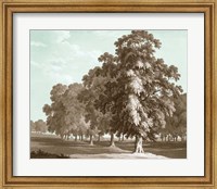Serene Trees II Fine Art Print