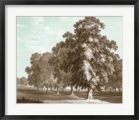 Serene Trees II Fine Art Print