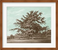 Serene Trees VI Fine Art Print
