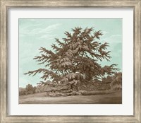 Serene Trees VI Fine Art Print