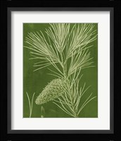 Modern Pine V Fine Art Print