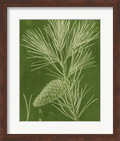 Modern Pine V Fine Art Print