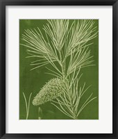 Modern Pine V Framed Print