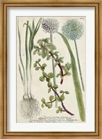 Allium Fine Art Print