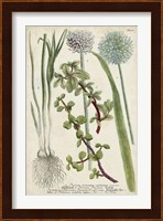 Allium Fine Art Print