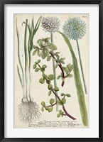Allium Fine Art Print