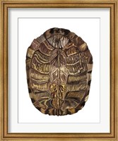 Tortoise Shell Detail I Fine Art Print
