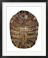 Tortoise Shell Detail I Fine Art Print