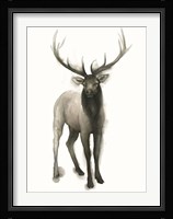 Majestic Wildlife II Framed Print