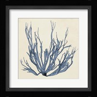 Coastal Seaweed I Fine Art Print