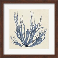 Coastal Seaweed I Fine Art Print
